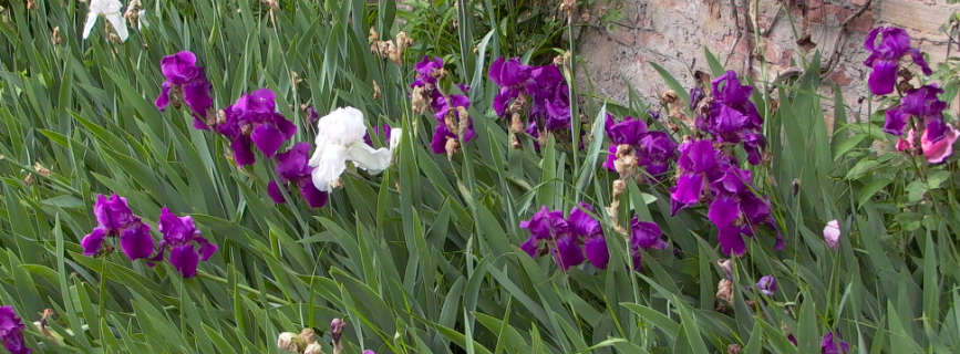 La primavera è alle porte: 5 utili attività per il vostro giardino