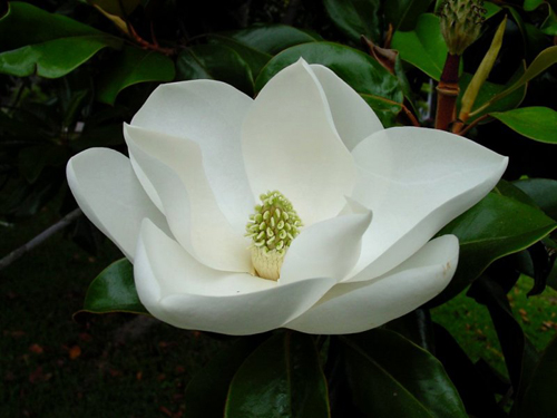fiore magnolia
