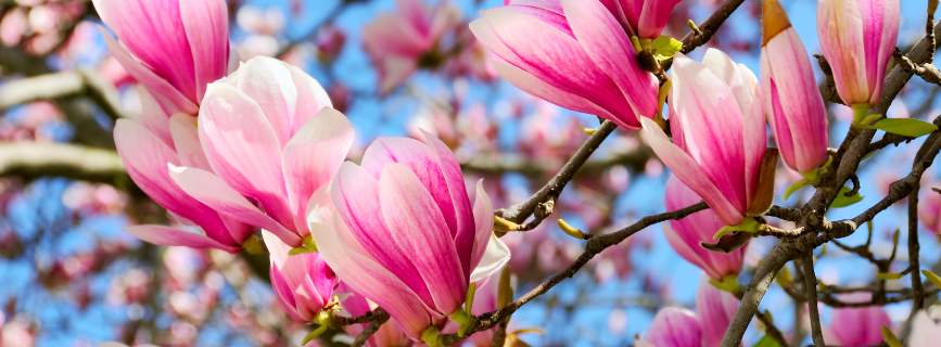 Magnolia, pianta per il giardino e per il terrazzo