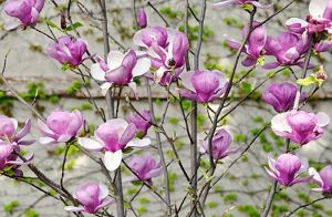 magnolia