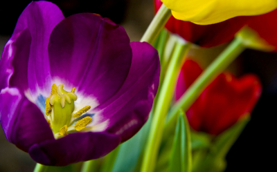 tulipani