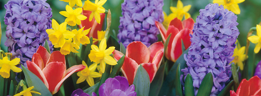 Come colorare il giardino