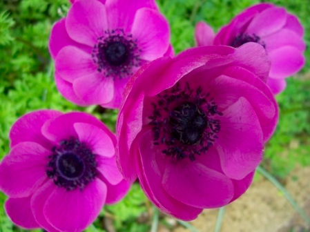 L’anemone