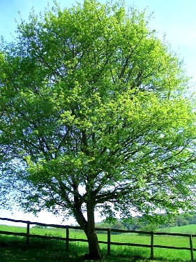 albero