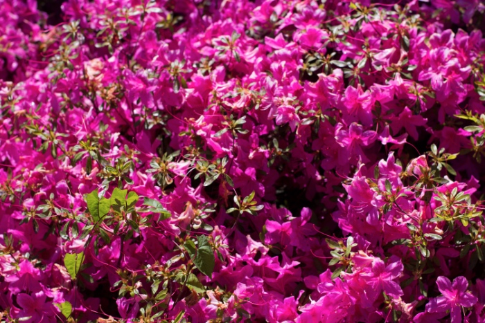 Fiori colorati