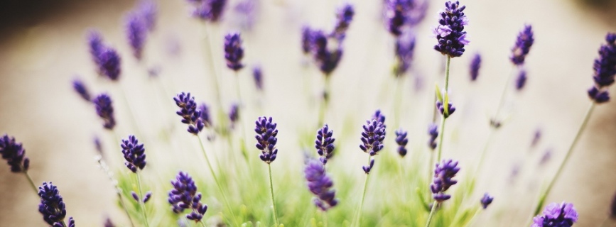 Dal giardino alla cucina: 6 modi di usare la pianta della lavanda