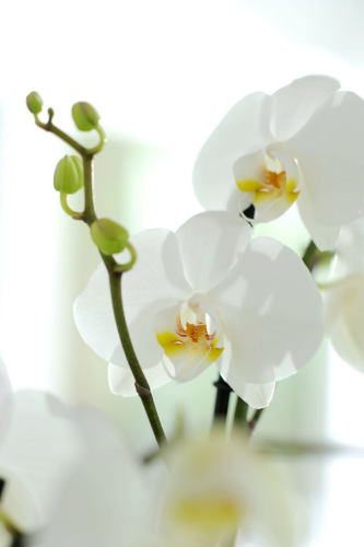 Come prendersi cura delle orchidee