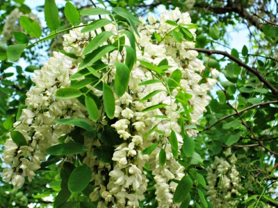 dettaglio fiori