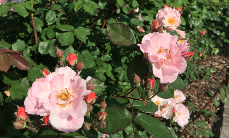 rosa da giardino