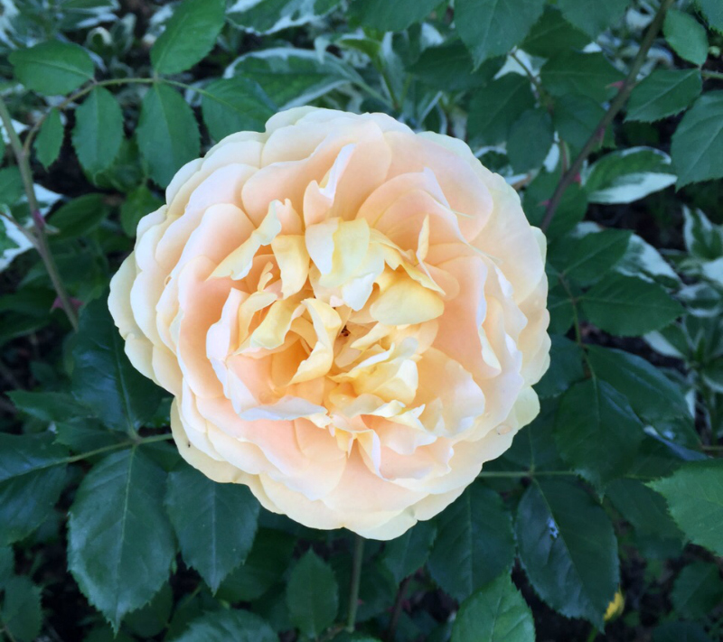 rosa da giardino