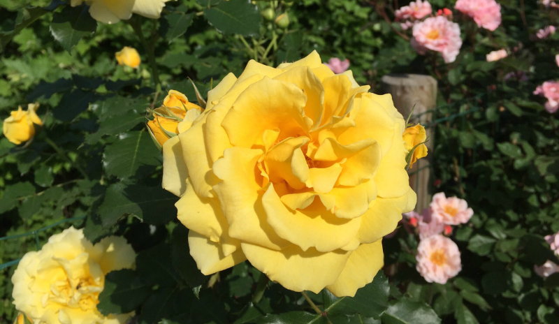 rosa da giardino