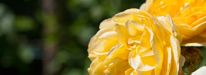 Le rose di febbraio: tutte le cure necessarie in inverno