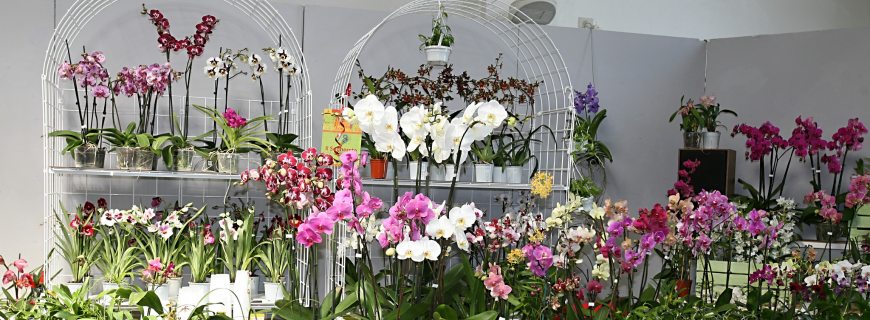 feste dei fiori