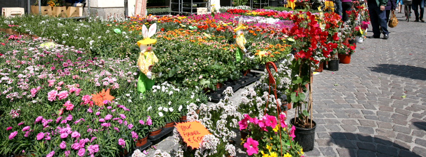 feste dei fiori