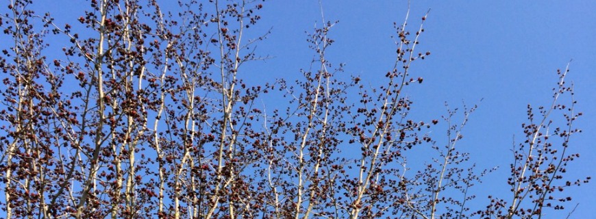 Parrotia Persica: progettare il giardino con la pianta giusta