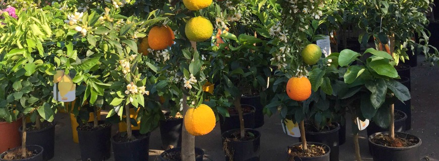 A Treviso, il Premio Internazionale Carlo Scarpa per il Giardino