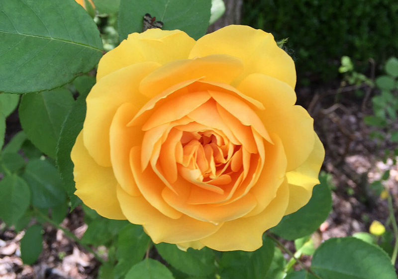 rosa da giardino