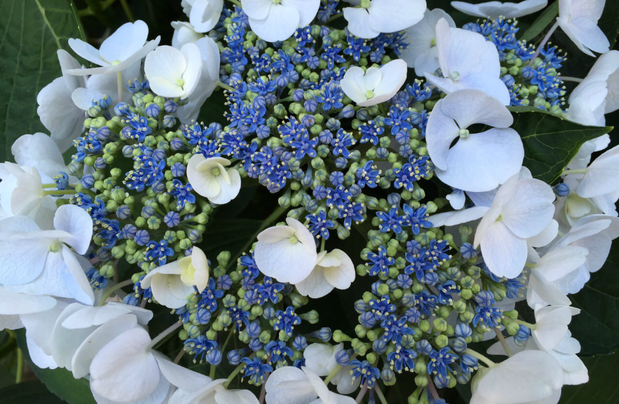 ortensia