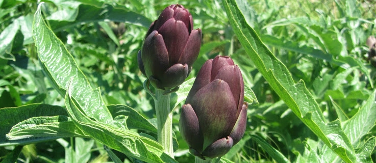 carciofi