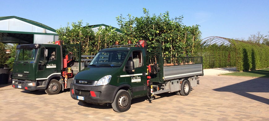 Limoni: è tempo del ricovero in serra