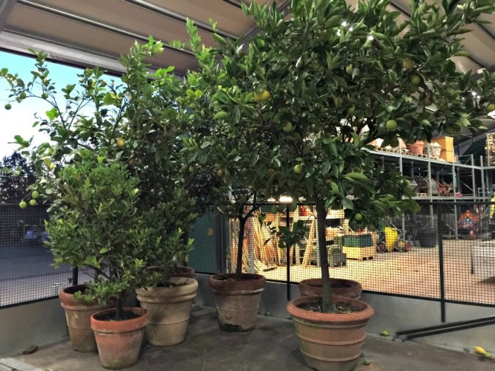 limoni