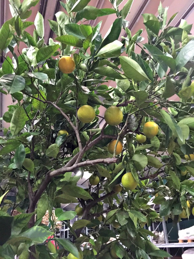 limoni