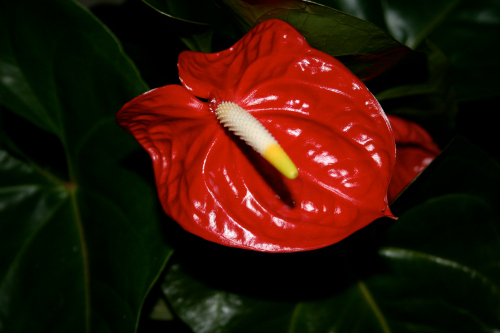 Anthurium