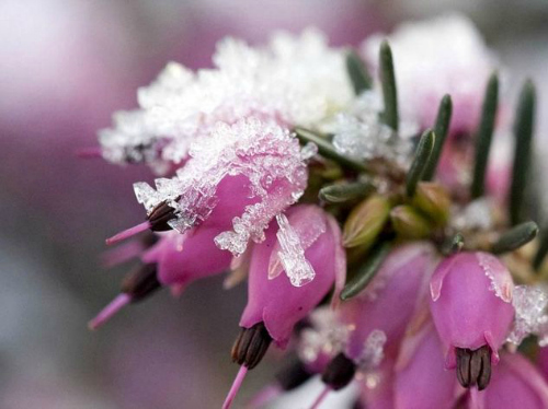 Erica Gracilis Fiori