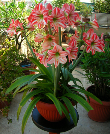 Hippeastrum