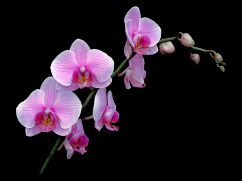 Phalaenopsis Rosa