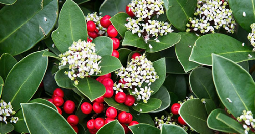 Skimmia Fiori
