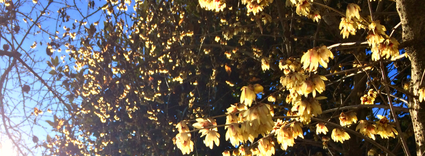 Colora il tuo giardino d’inverno con le piante giuste!