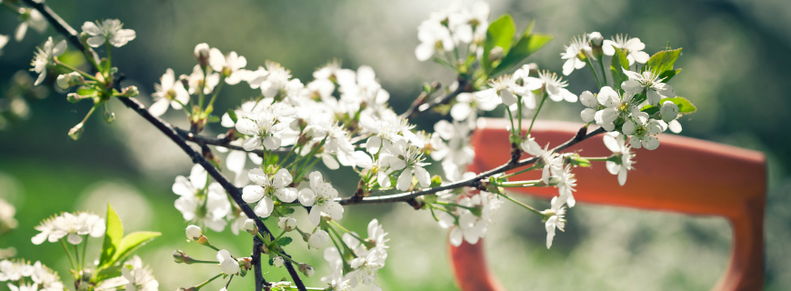 Il tuo giardino è pronto all’arrivo della Primavera? I lavori da fare in questo periodo