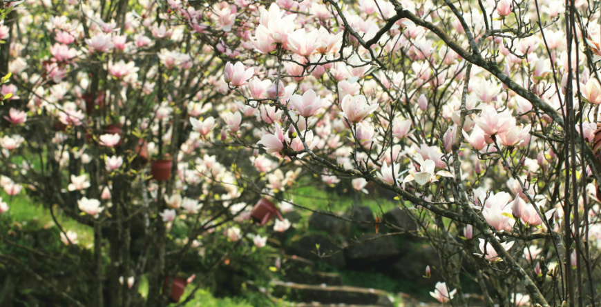 dettaglio fiori