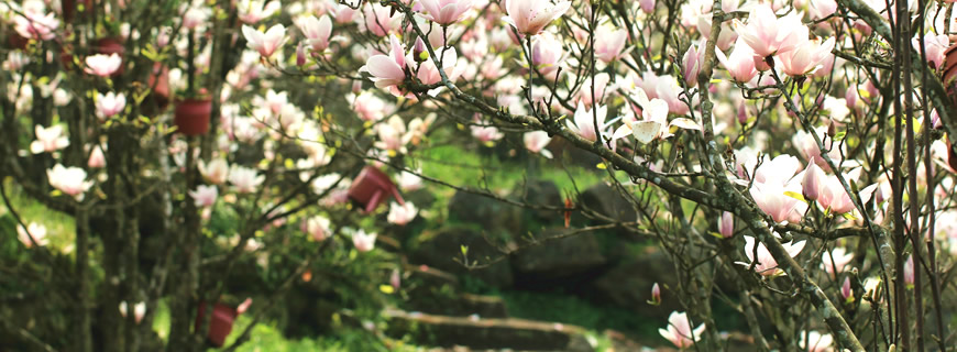 Prepara il tuo giardino per l’estate!