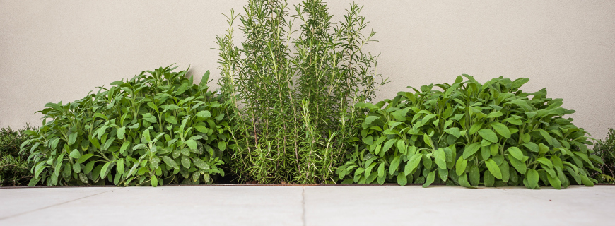 Alla scoperta delle piante aromatiche e dei loro usi