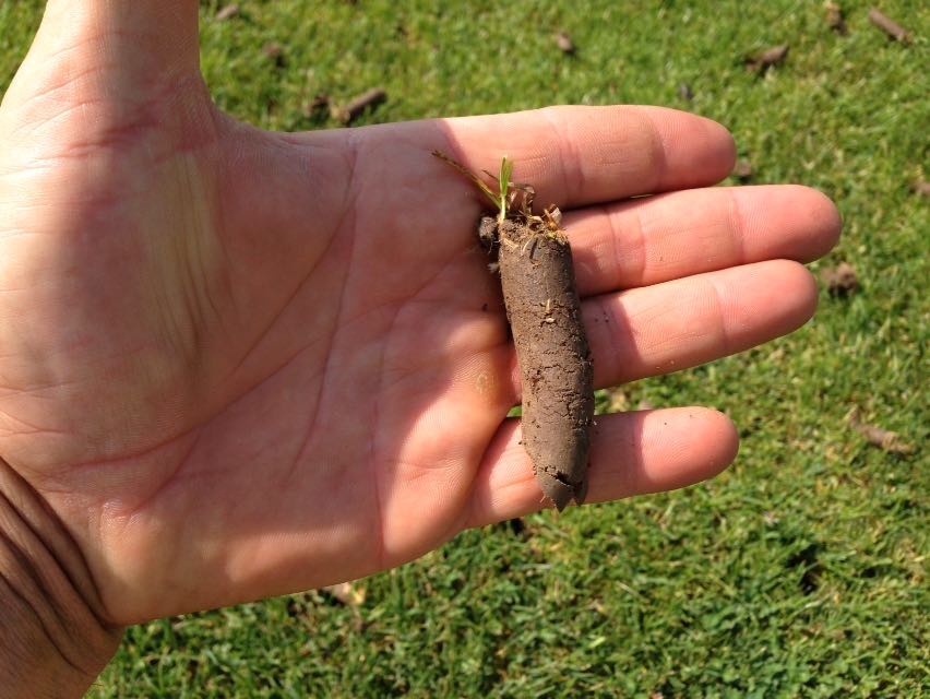 carotatura