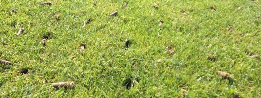 Carotatura: una buona abitudine per rigenerare il tuo prato