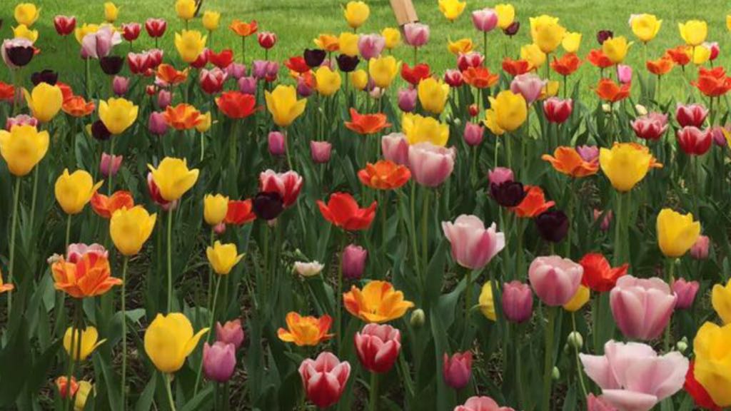 tulipani-fioritura-dal-ben-giardini