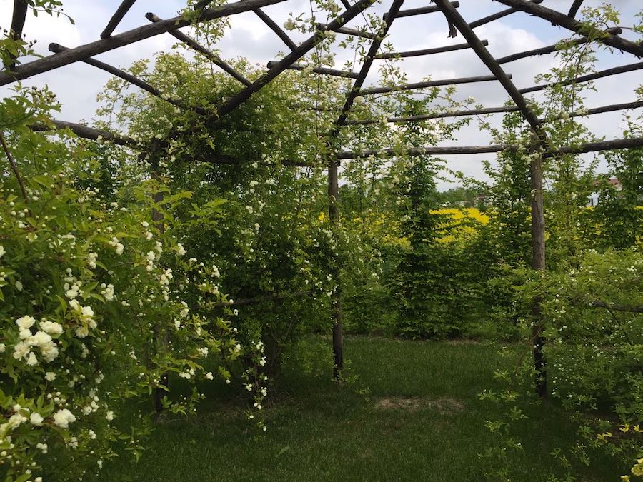 La Rosa Banksiae Pergolato