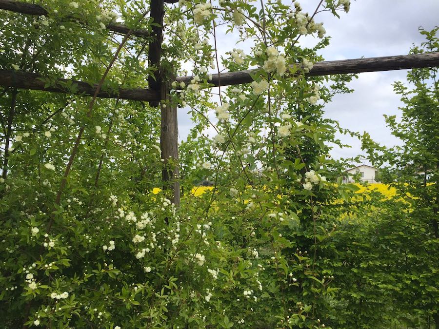 La Rosa Banksiae Pergolato