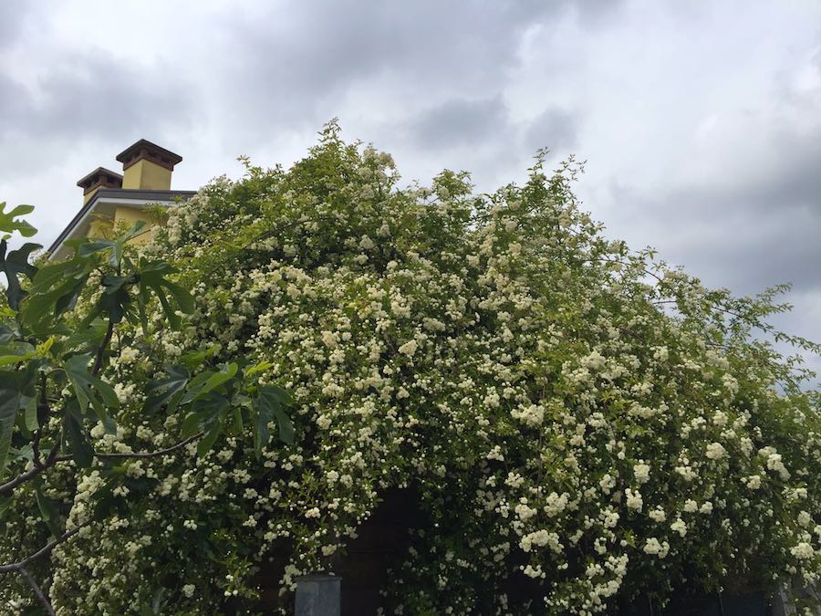 La Rosa Banksiae Esempio di cespuglio