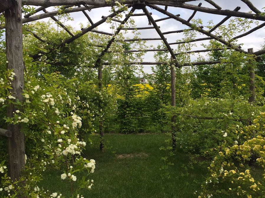 La Rosa Banksiae Pergolato