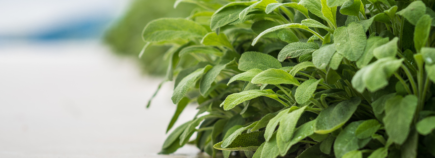 Come realizzare un’aiuola utile e profumata con le piante aromatiche
