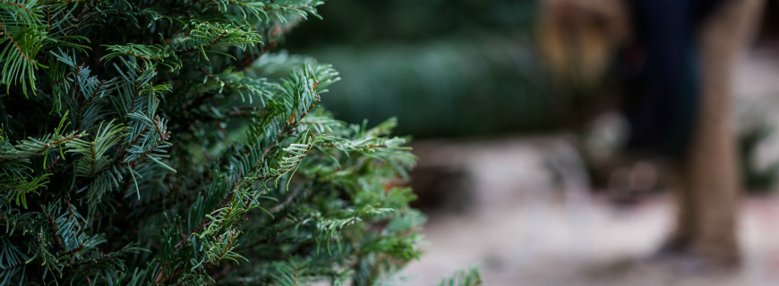 Alberi di Natale: ecco come ti addobbo a festa il giardino!