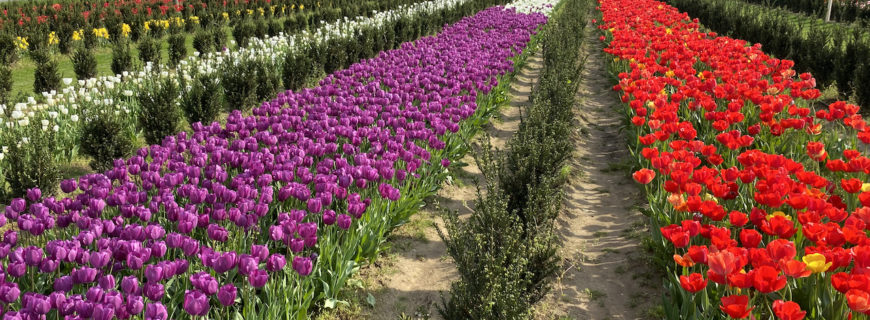 Piantare i Tulipani: guida e consigli