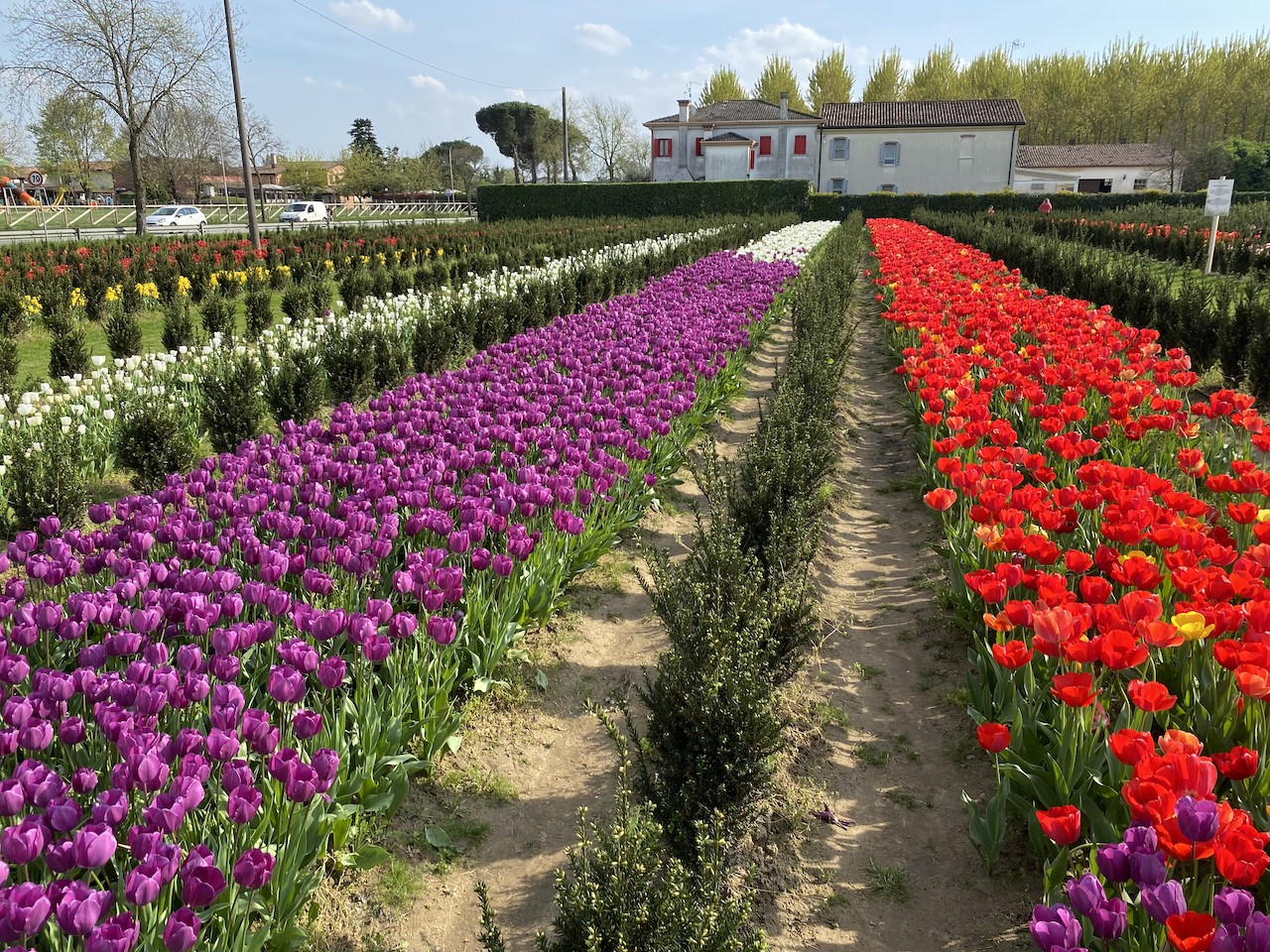 campo di tulipani fioriti