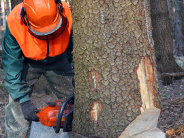 abbattimento alberi