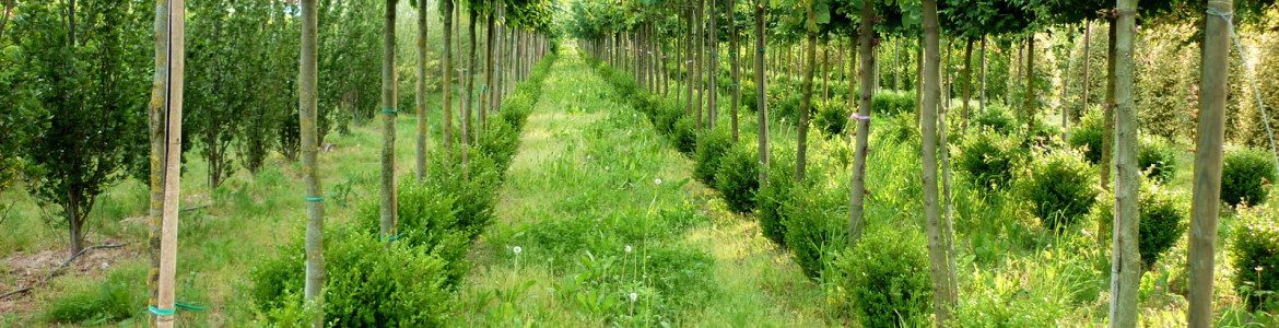 vivaio Dal Ben Giardini a Musile di Piave