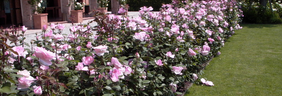 roseto in agriturismo